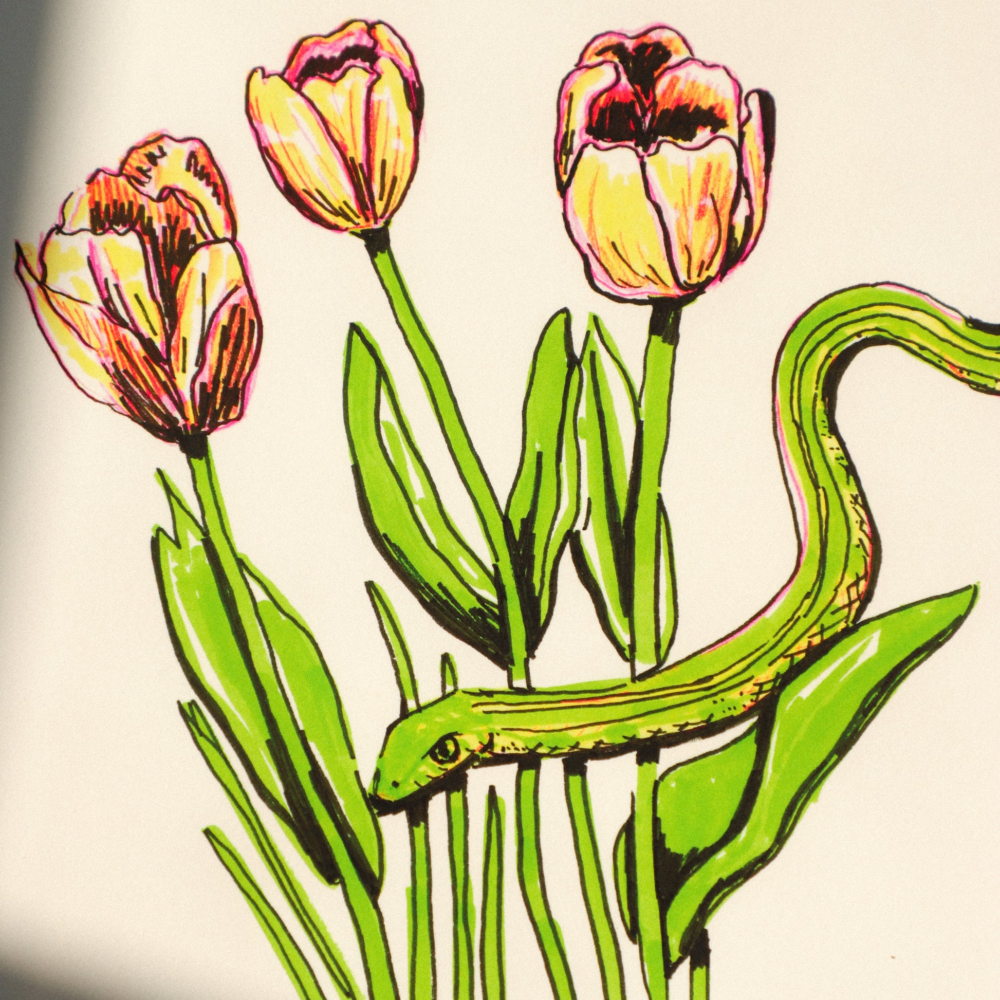 Garter Snake Among Tulips Print