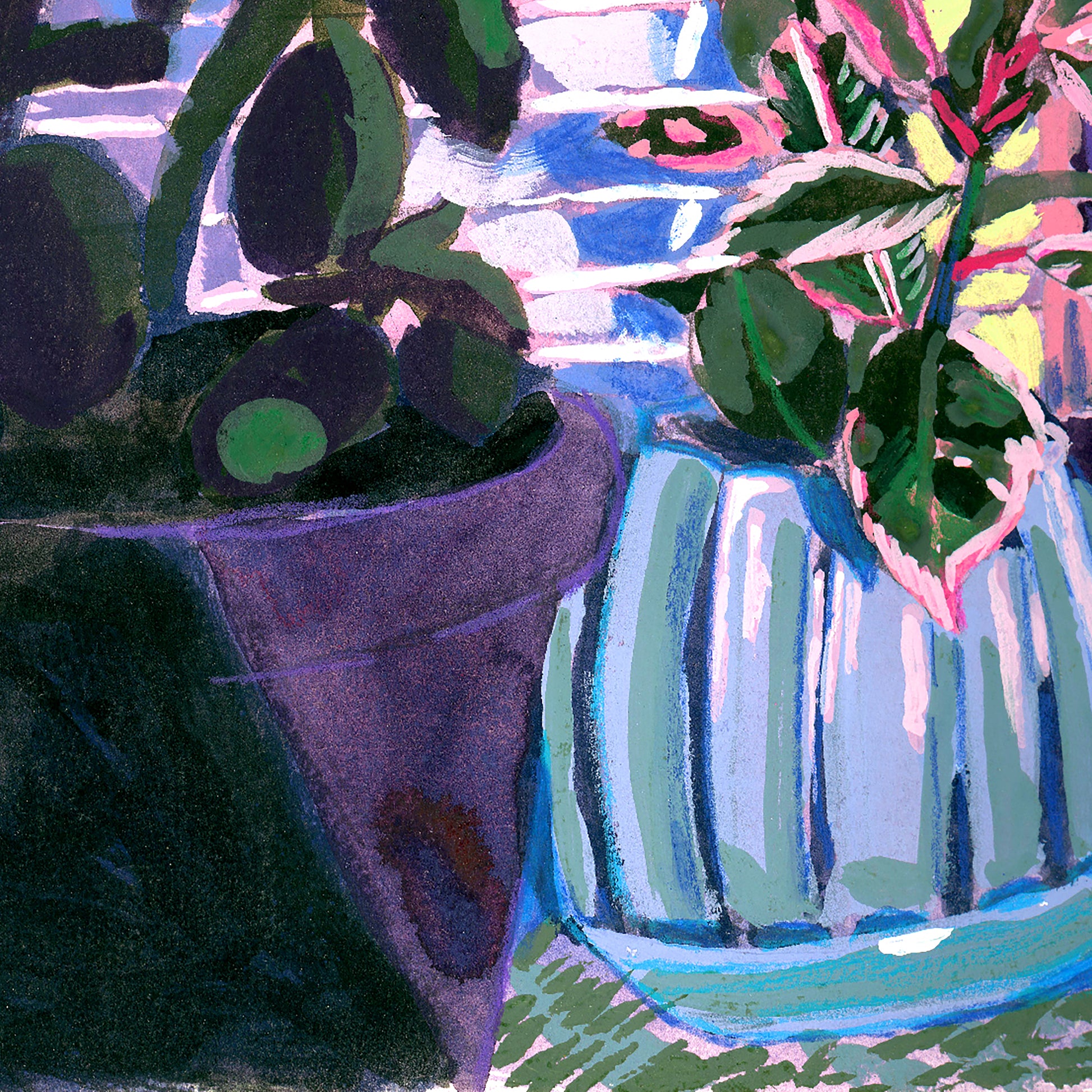 Variegated Pink Rubber Tree