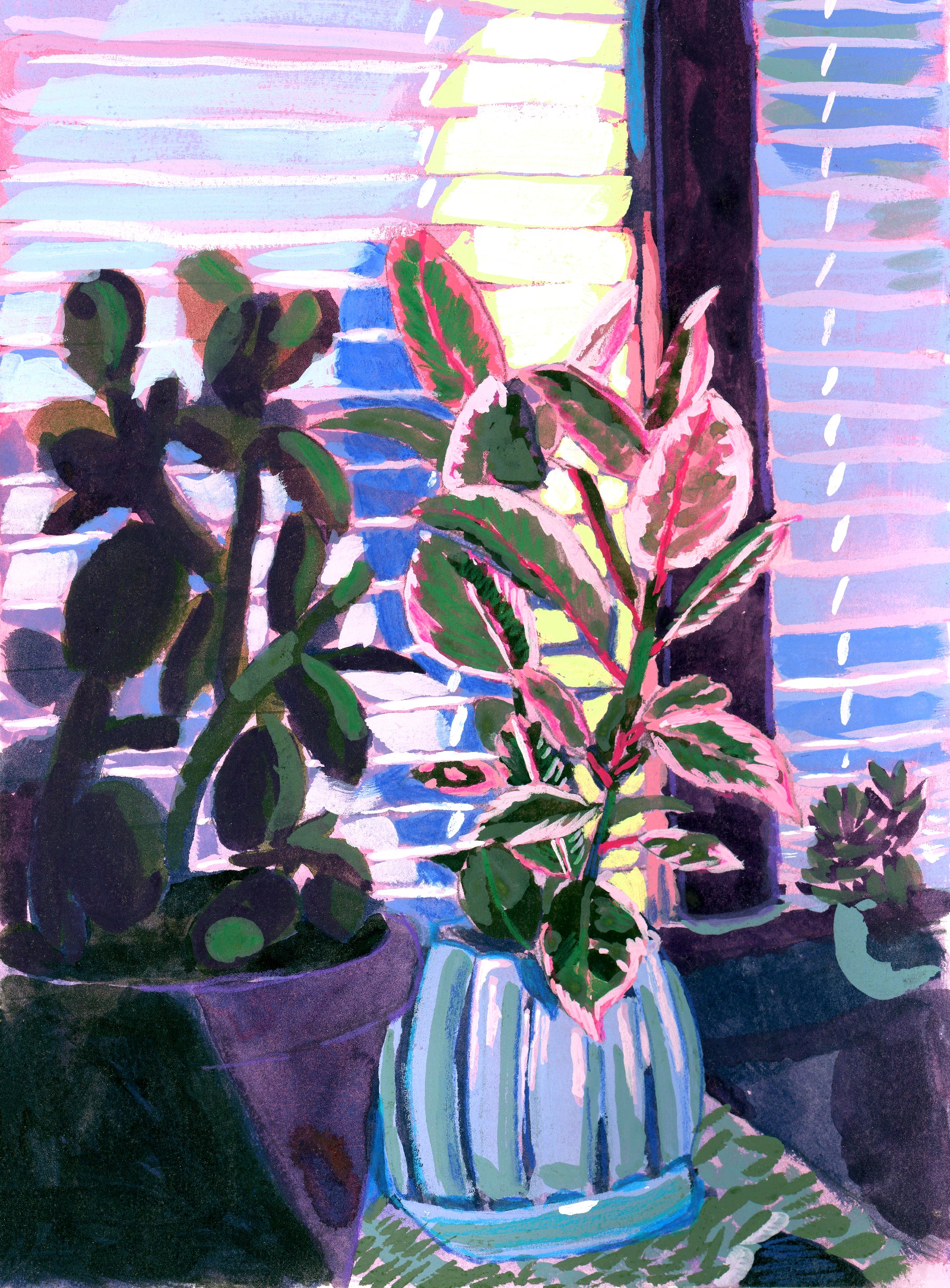 Variegated Pink Rubber Tree