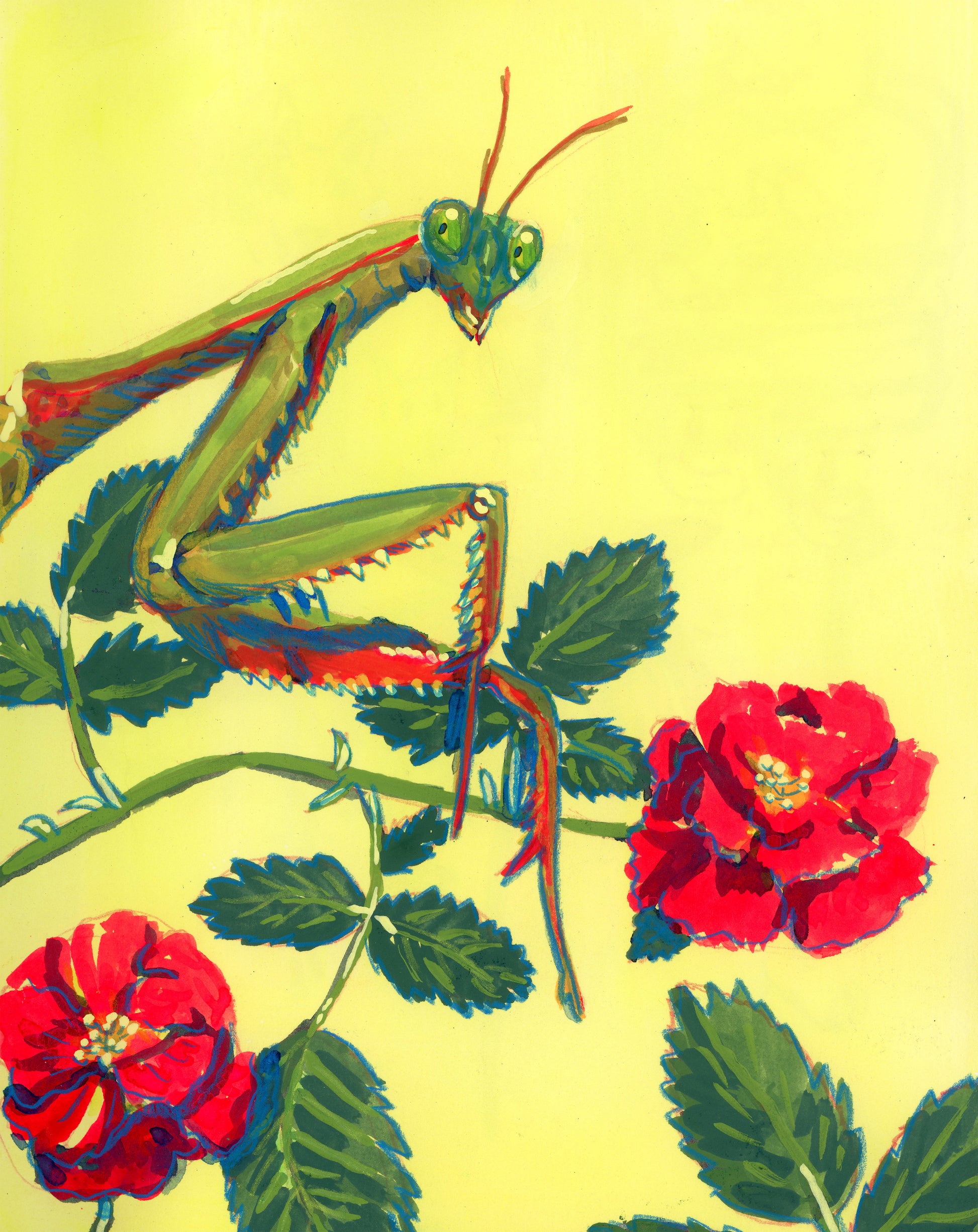 Praying Mantis Study Giclée Print